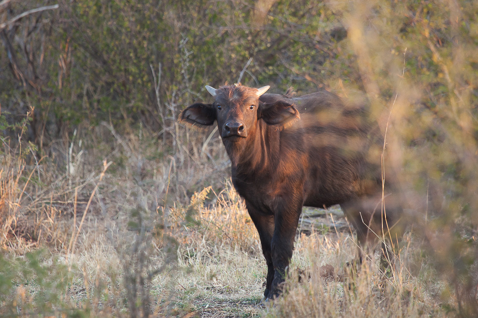 Madikwe, shelley burt, bush breaks, holidays, bushveld holidays, wildlife, buffalo