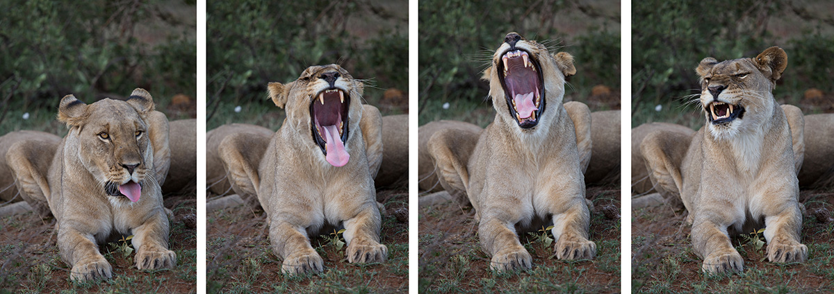 A lioness seen at Madikwe while staying at Thakadu River Camp