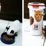 My cats Asterix (left) and Archimedes (right) enjoying their new Hill's Pet Nutrition Foodie Bin (pic taken with my iPhone)